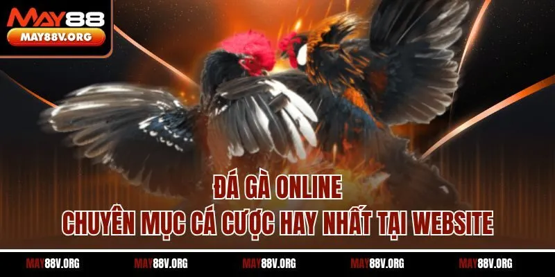 Đá Gà Online - Chuyên Mục Cá Cược Hay Nhất Tại Website