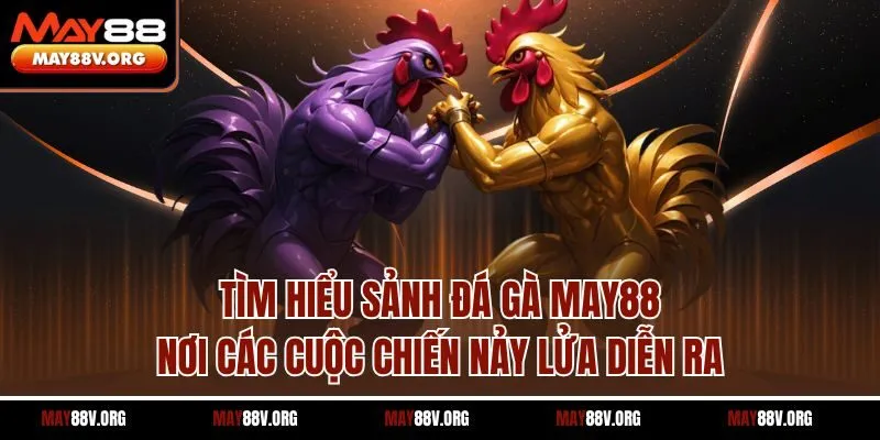 Tìm hiểu sảnh đá gà May88 - Nơi các cuộc chiến nảy lửa diễn ra
