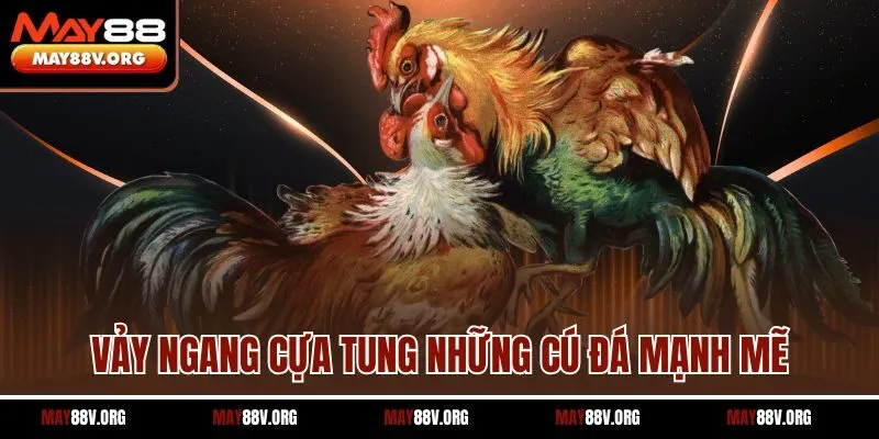 Vảy ngang cựa tung những cú đá mạnh mẽ